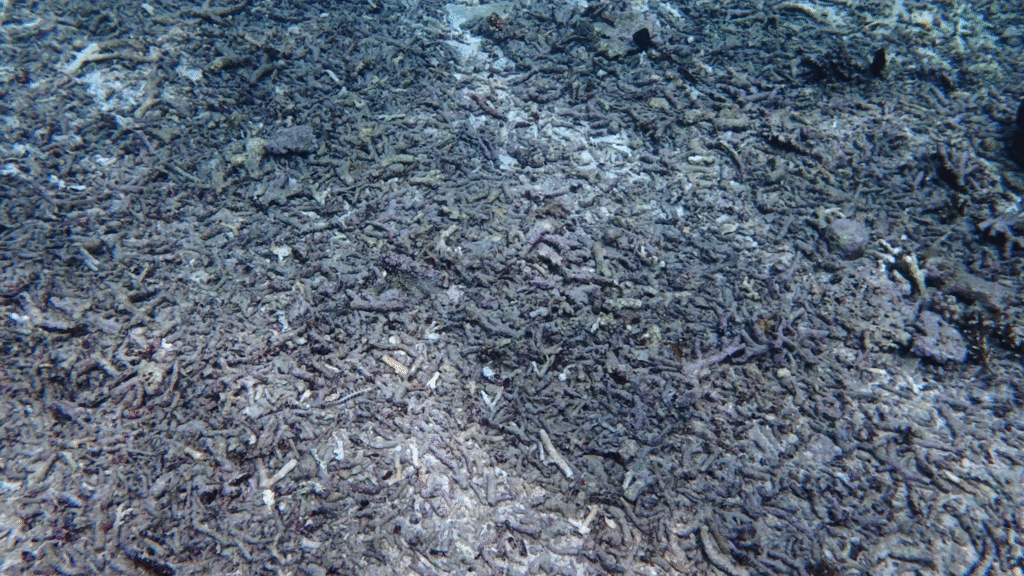 Coral rubble due to boat anchor damage in Nusa Penida, Bali.