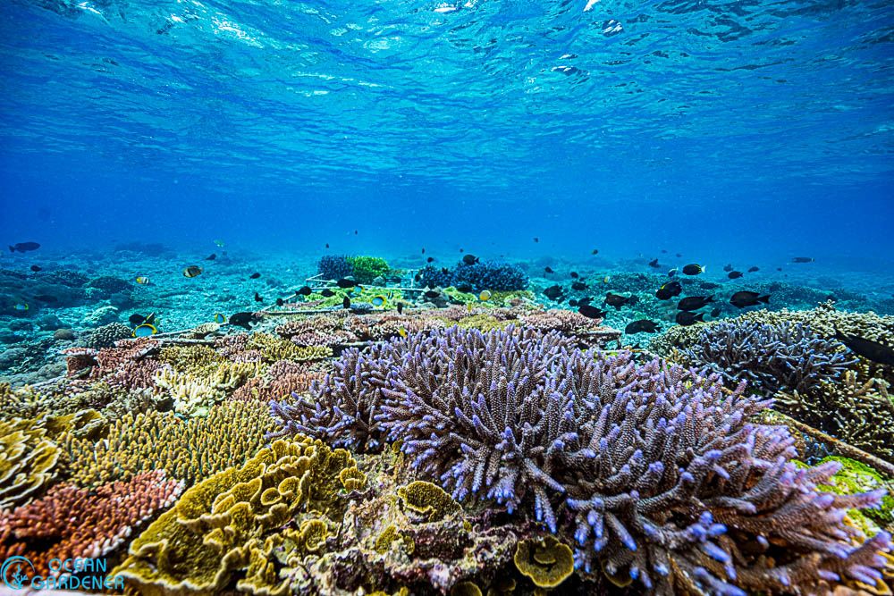 Ped coral restoration site