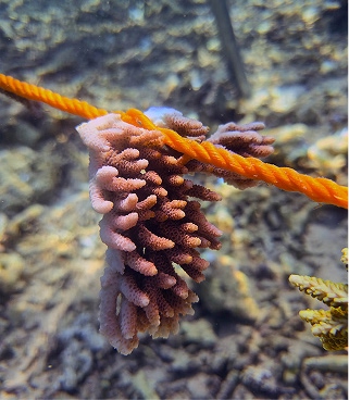 coral-frag-01