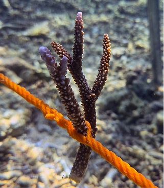 coral-frag-02