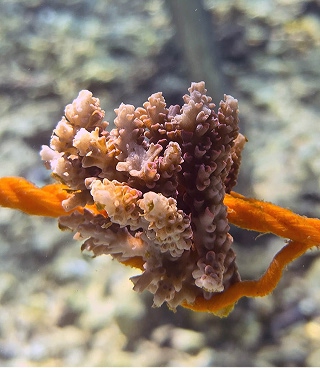 coral-frag-03