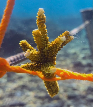 coral-frag-04