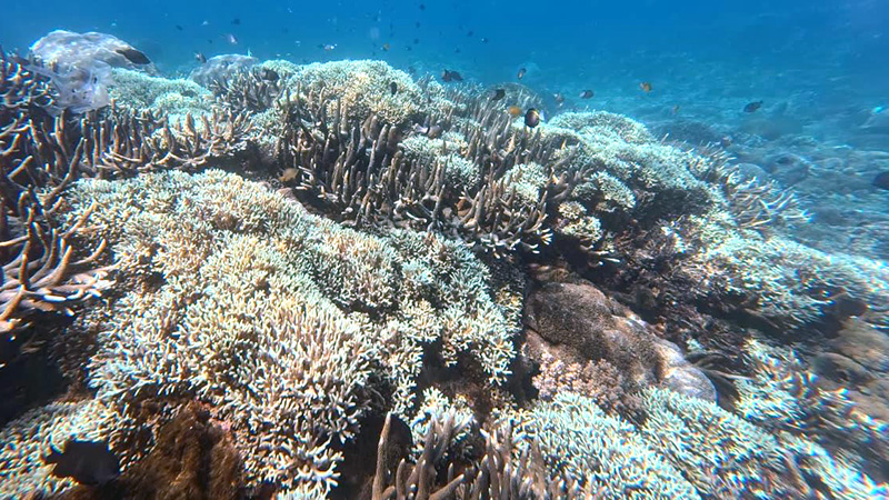 Bleached coral in Nusa Penida, Bali, Indonesia