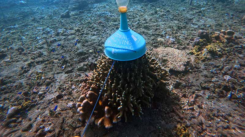 Monitoring coral spawning in Amed Bali for reef restoration