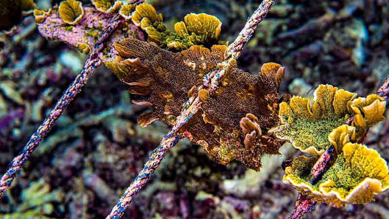 Close up of a montipora coral in the Nusa Penida restoration site