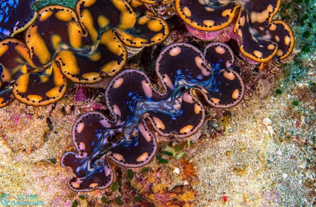 Close up of a giant clam Tridacna maxima in Nusa Penida, Bali, Indonesia
