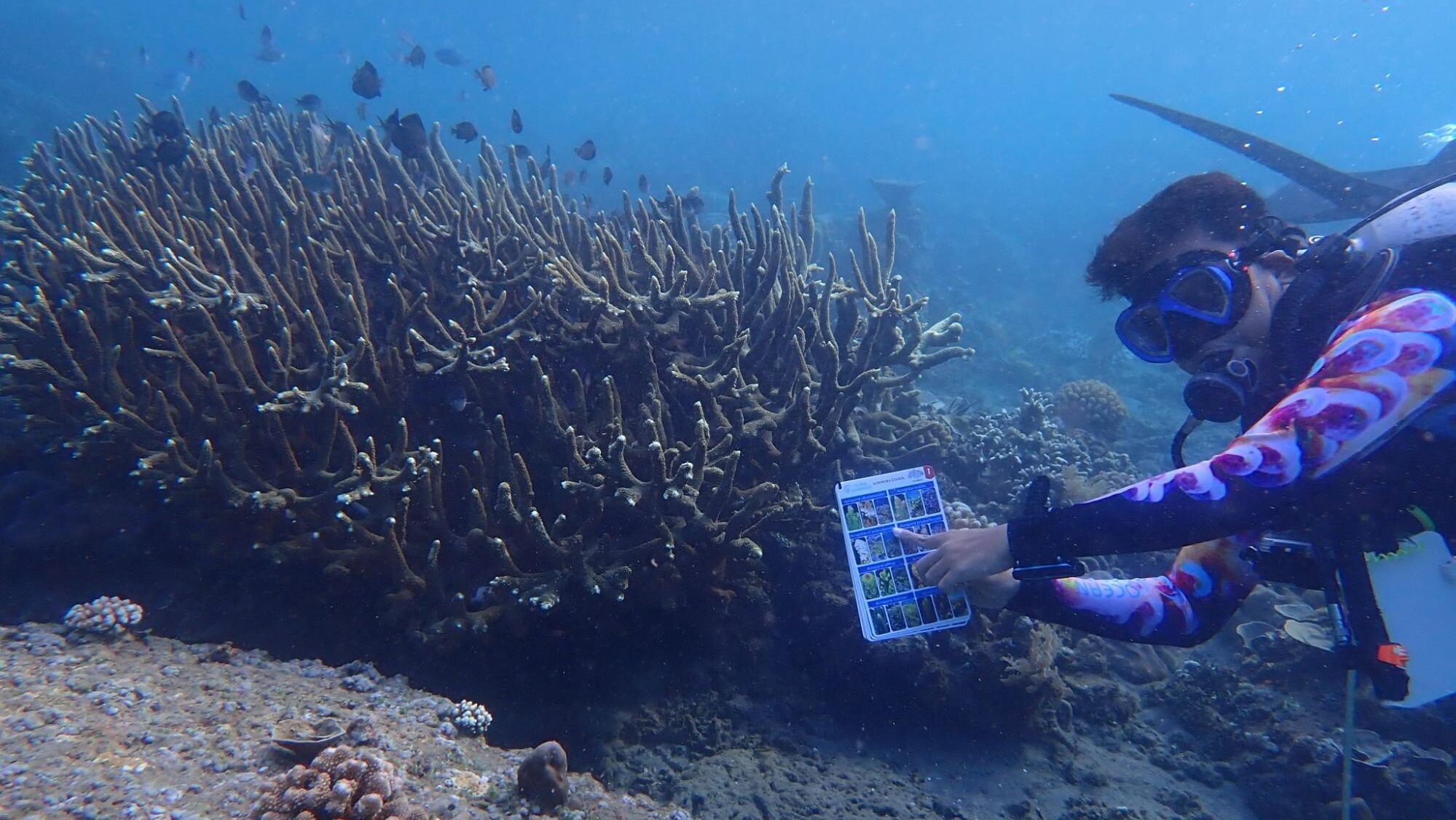 Scuba Diver Identifying a Coral in Bali, Indonesia