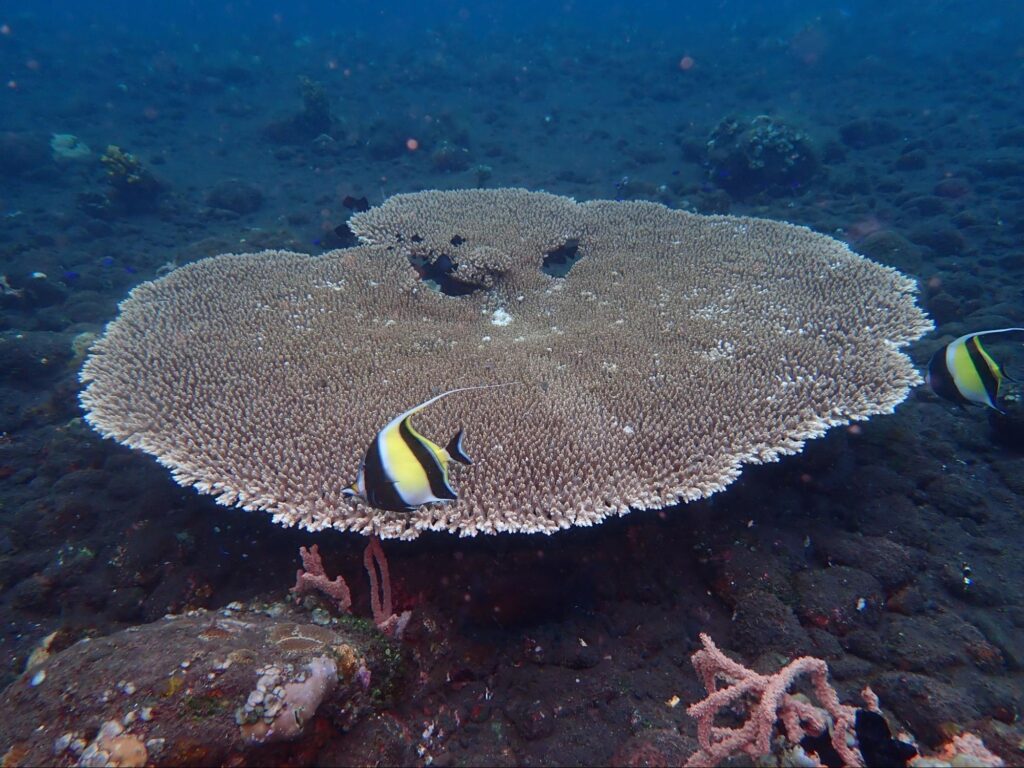 Large table coral with moorish idols in Nusa Penida, Bali, Indonesia