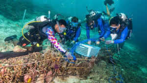 Coral Restoration in Raja Ampat.