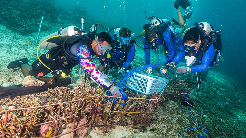 Scuba divers restoring a coral reef in Raja Ampat, Indonesia
