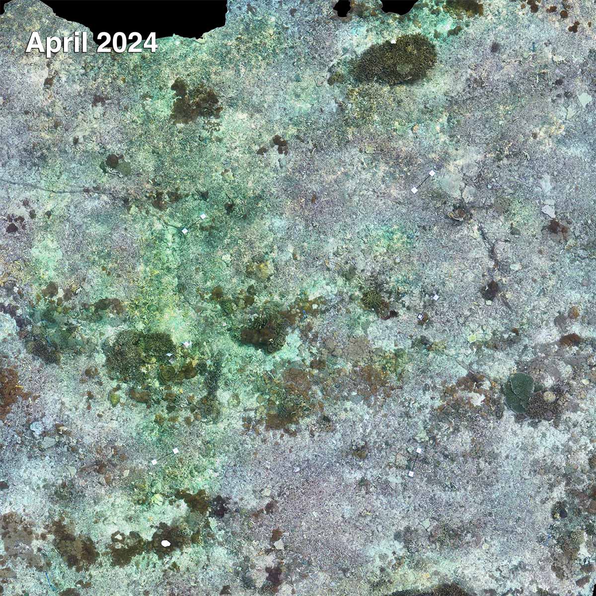 Table nursery coral restoration site 2024