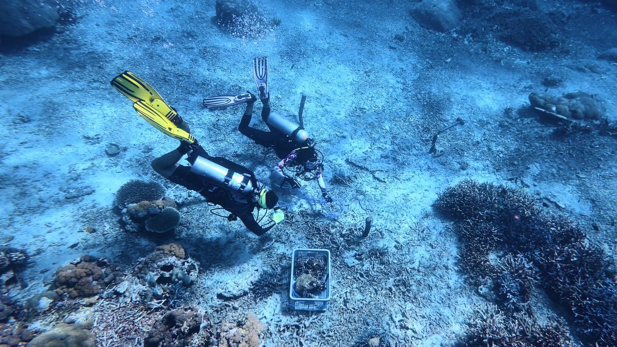 Two divers at a deeper Ocean Gardener restoration site working with a collection crate near coral fragments