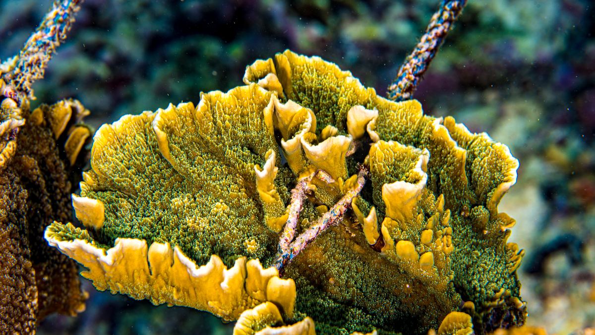 Close-up of a vivid yellow Montipora coral colony growing at an Ocean Gardener nursery