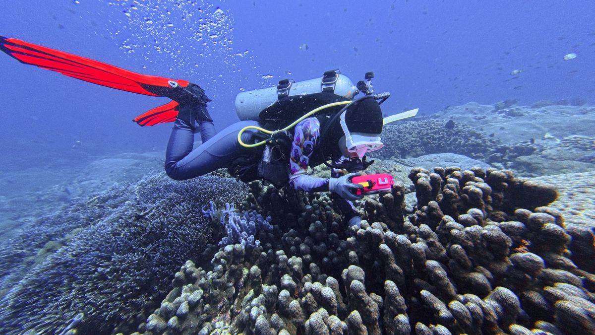 Diver hovering just above a coral reef in Bali, photographing coral without making contact, demonstrating reef-safe buoyancy control