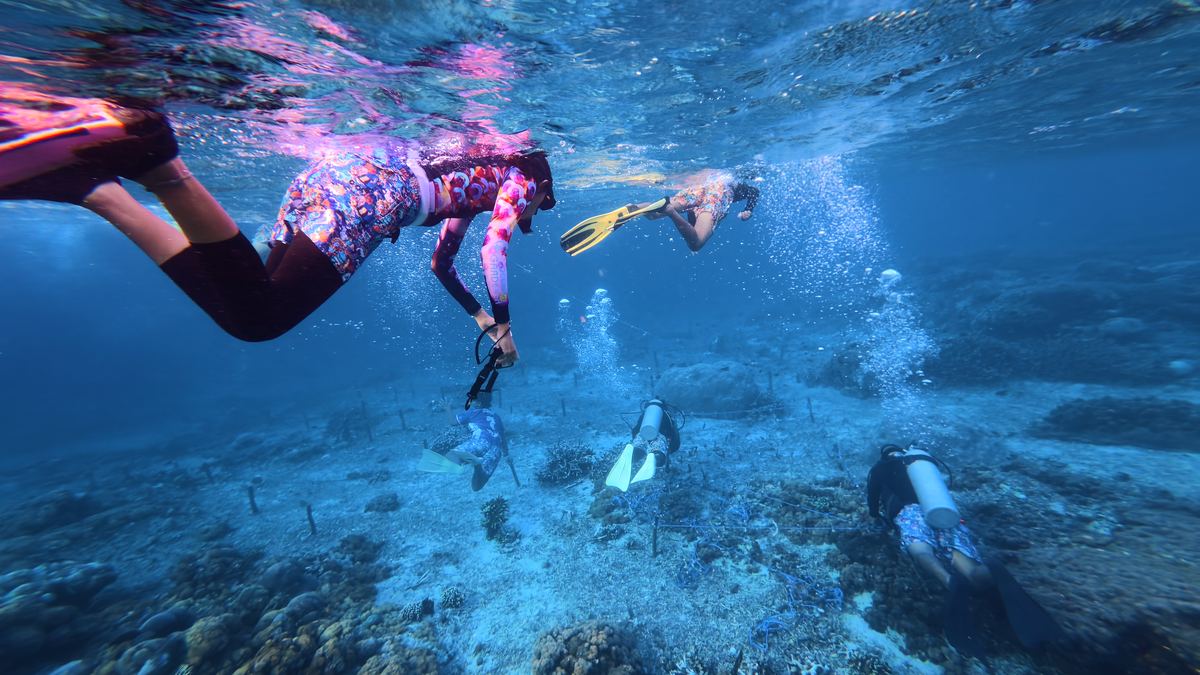 Snorkelers at the surface near a shallow coral nursery, with divers working the deeper structure below — snorkeling and diving side by side at the same restoration site