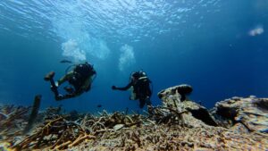 Ocean Gardener divers working at a coral restoration site, tending to coral fragments as part of ongoing reef restoration work