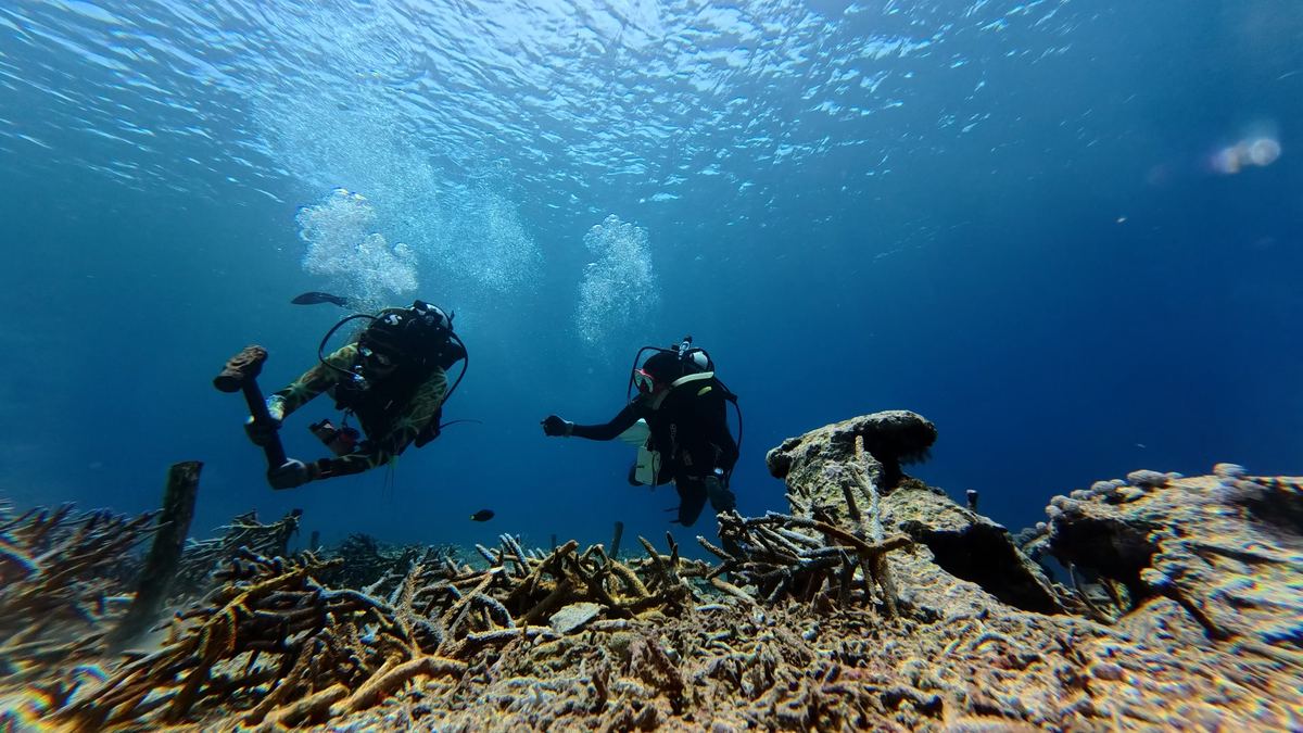 Ocean Gardener divers working at a coral restoration site, tending to coral fragments as part of ongoing reef restoration work