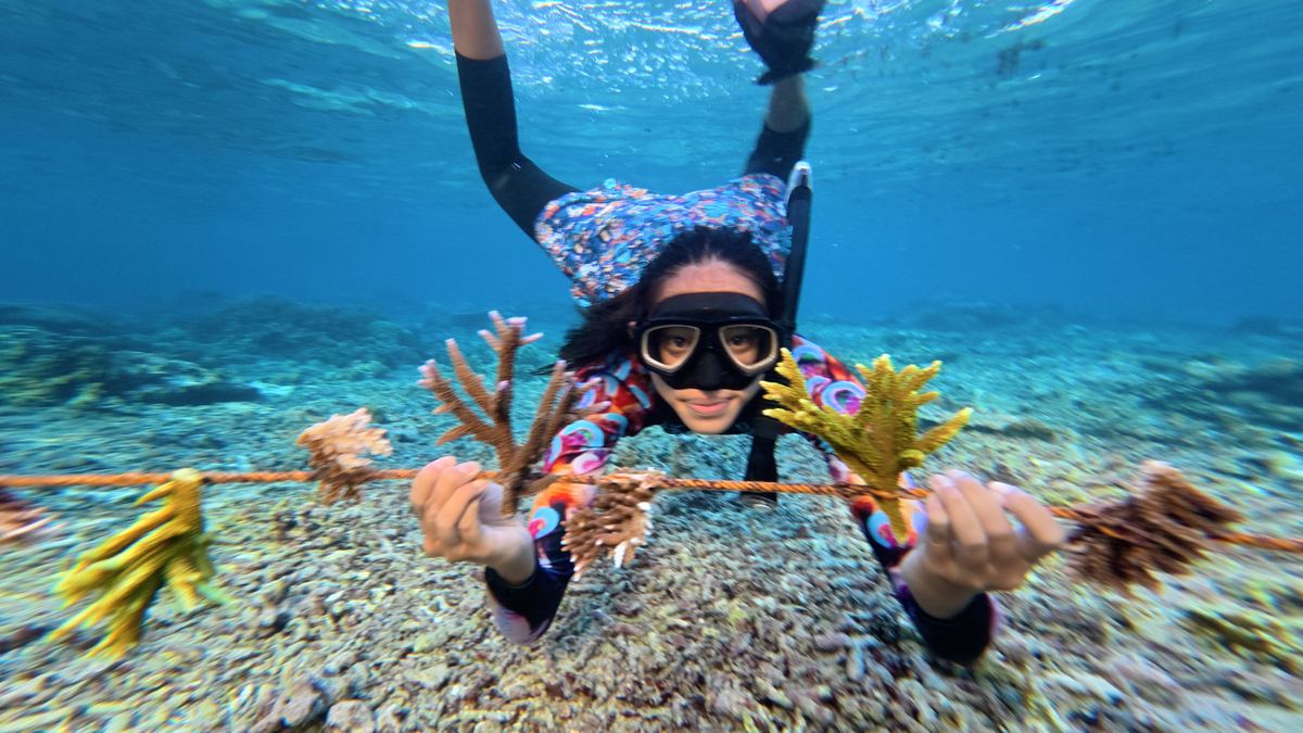 A snorkeler holding two coral fragments up to a nursery line, about to attach them at a shallow Ocean Gardener restoration site