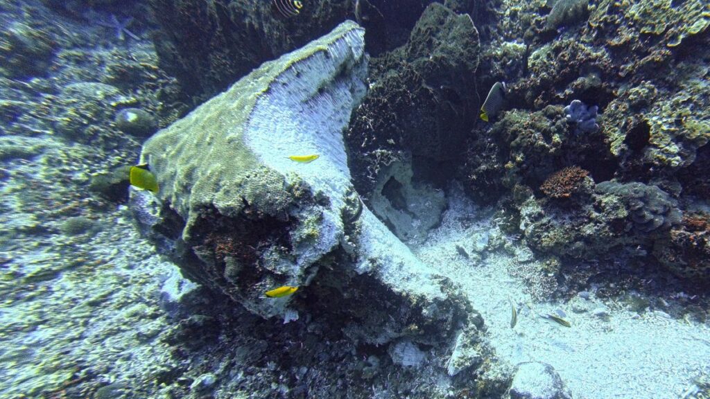 Coral rubble and a broken coral head caused by a dragging mooring block, Ped