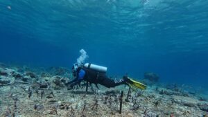 Diver outplanting corals onto a nursery rope grid during Ocean Gardener's Coral Restoration Course