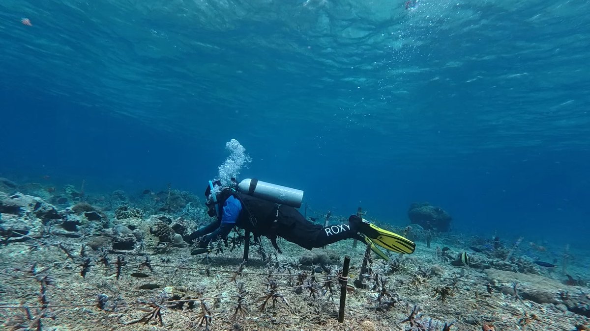 Diver outplanting corals onto a nursery rope grid during Ocean Gardener's Coral Restoration Course
