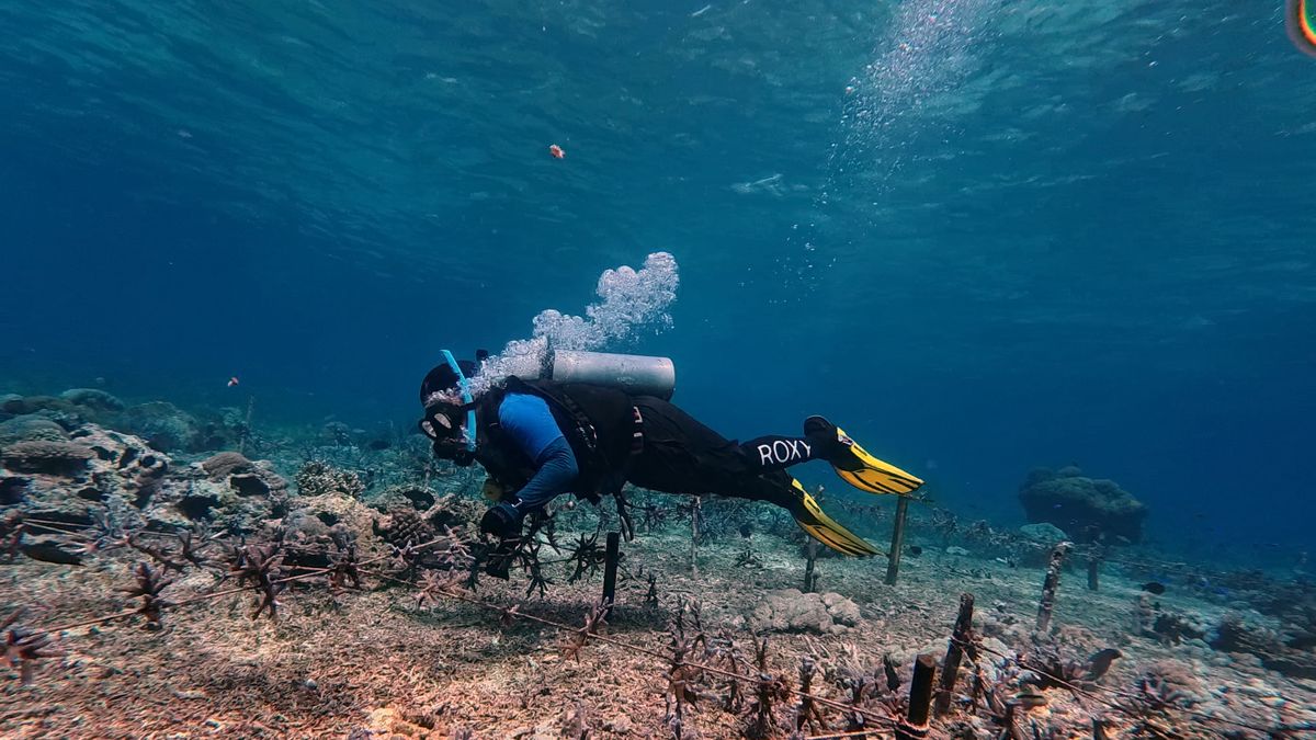 A diver outplanting coral fragments onto a nursery line using the rope-and-stake method, Nusa Penida