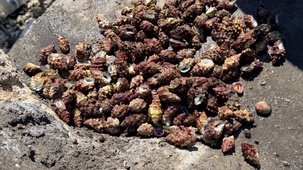 A pile of Drupella snails removed from a coral restoration site as part of reef pest management training