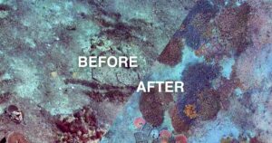 Before and after split image of a coral restoration site, showing bare rubble and rope transforming into dense coral growth