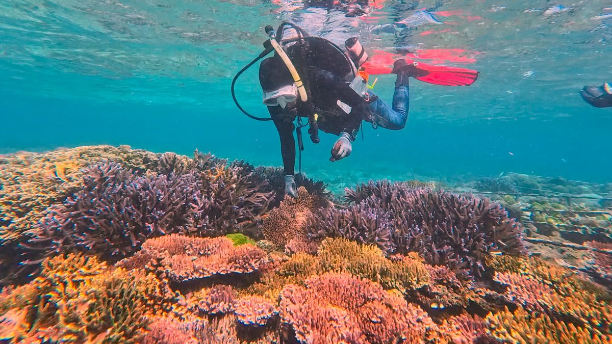 A diver surveys a healthy coral reef during identification training in Nusa Penida