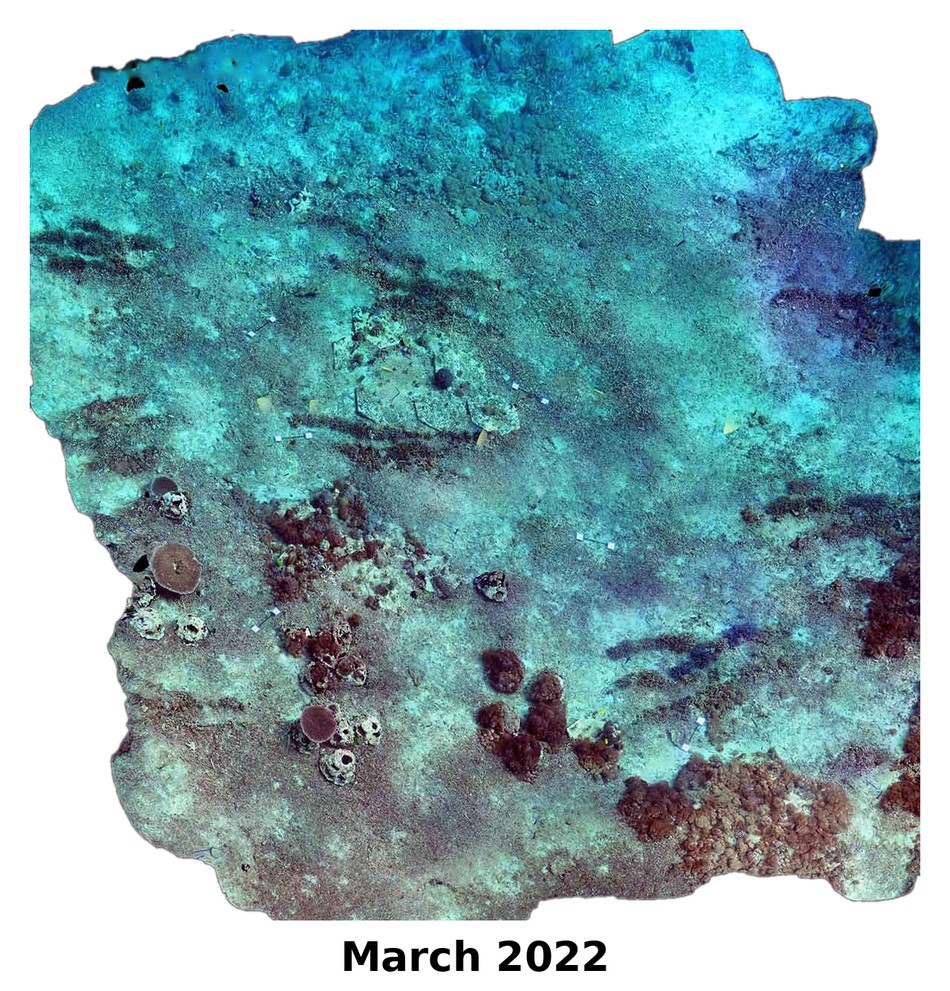 Photogrammetry orthomosaic of the Seatrees 1 site in March 2022, before coral outplanting and giant clam reintroduction
