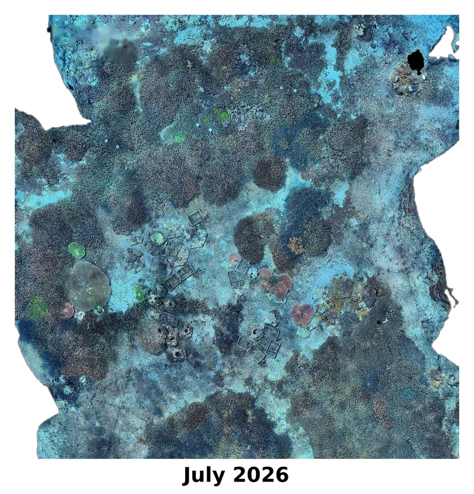 Photogrammetry orthomosaic of the Seatrees 1 site in July 2026, showing branching Acropora colonies overgrowing the clam basket structures