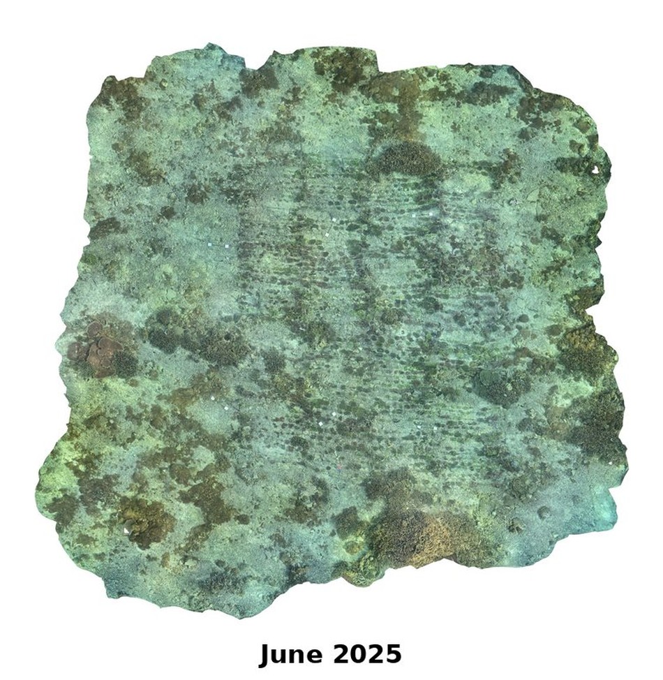 Photogrammetry orthomosaic of the Shallow Table Acropora nursery in June 2025, showing Acropora tables growing over the rope after outplanting