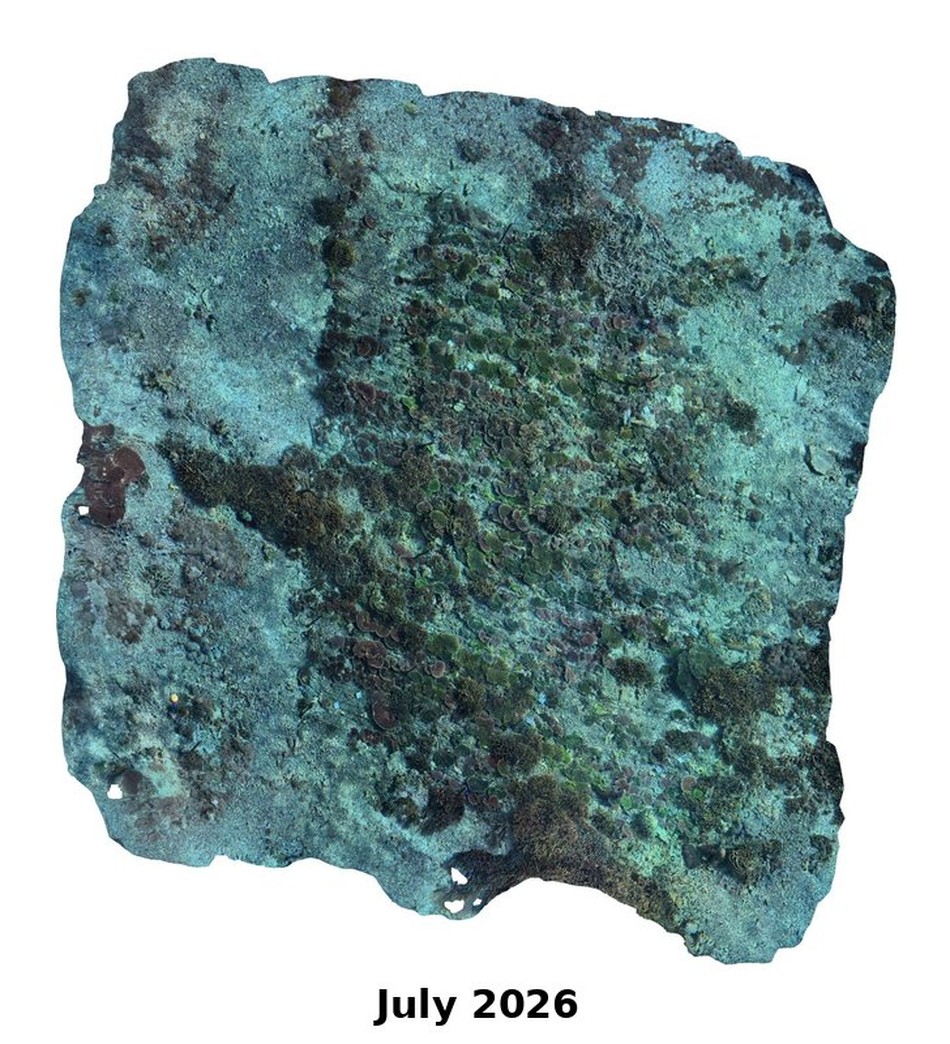 Photogrammetry orthomosaic of the Shallow Table Acropora nursery in July 2026, with most of the rope covered by mature coral growth