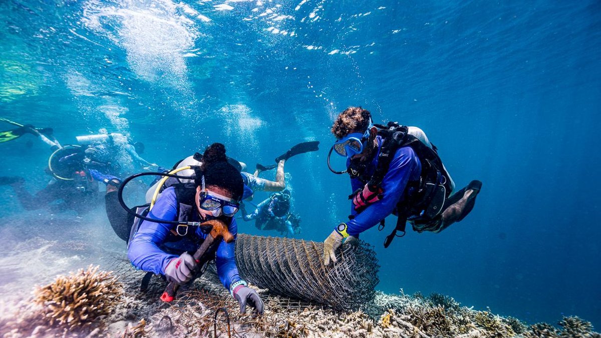 Ocean Gardener divers rolling out wire mesh over reef rubble to stabilize the substrate before coral outplanting at the Nusa Penida study site