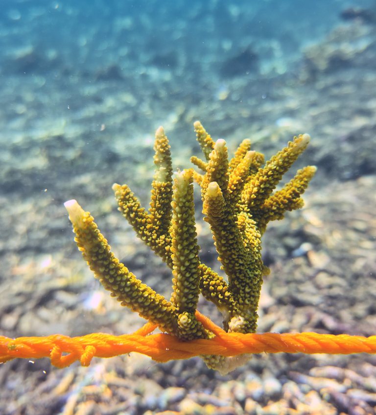Acropora pulchra coral fragment tied to a rope right after planting at Ped, Nusa Penida