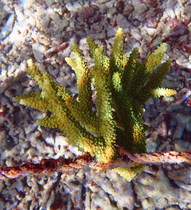 The same Acropora pulchra fragment 90 days after planting