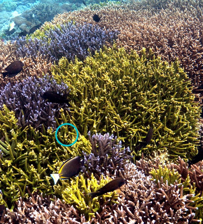 Dense Acropora reef with fish at Ped, Nusa Penida, seven years after planting