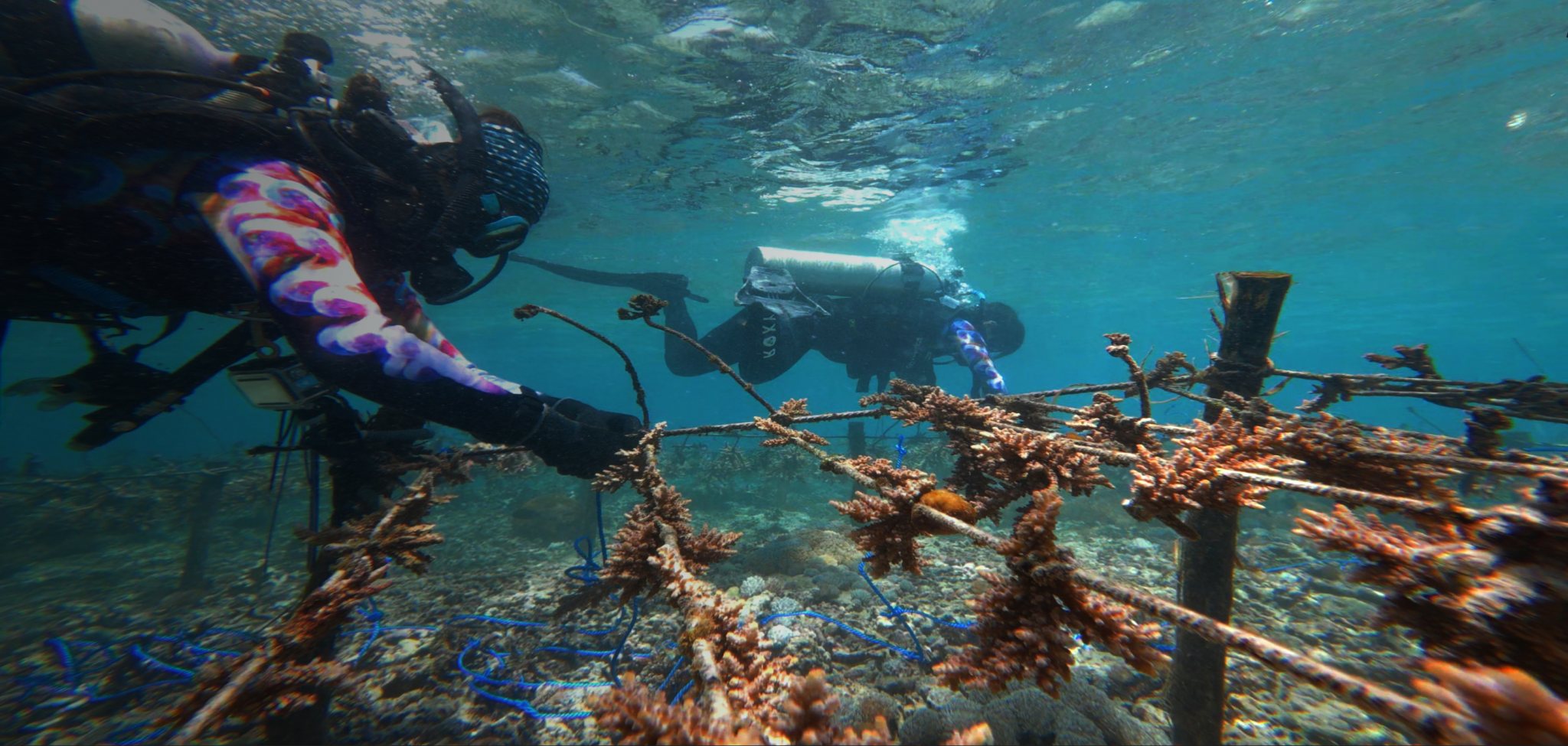 Divers tending coral fragments on rope nurseries at Ocean Gardener's restoration site in Nusa Penida