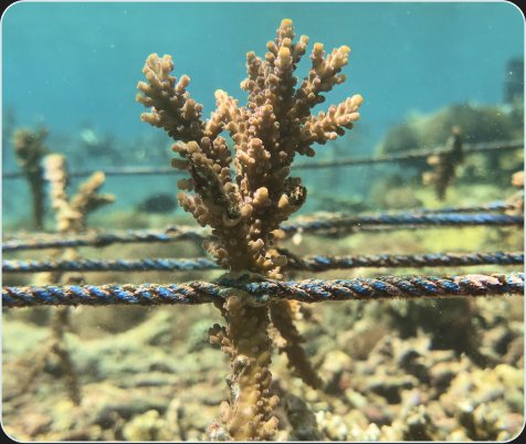 A young Acropora coral growing on a nursery rope