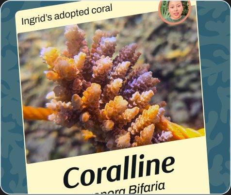 Example adoption card for a coral named Coralline
