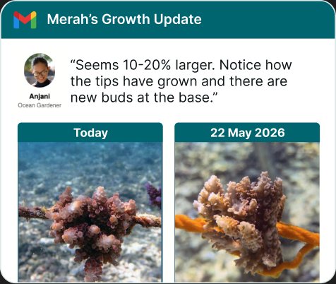 Example growth update email comparing photos of an adopted coral