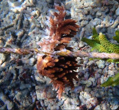 Jean Christophe's adopted coral on day 90