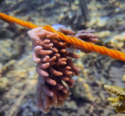 Jean Christophe's adopted coral on day 0