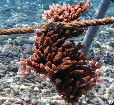 Sharad's adopted coral on day 90