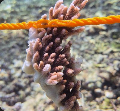 Sharad's adopted coral on day 0