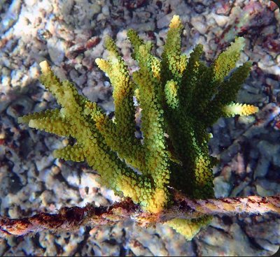Tim's adopted coral in May 2026