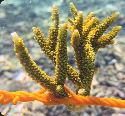 Tim's adopted coral in May 2024