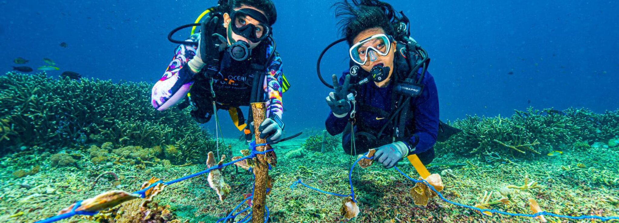 Two scholarship divers attaching coral fragments to a rope-and-stake restoration structure