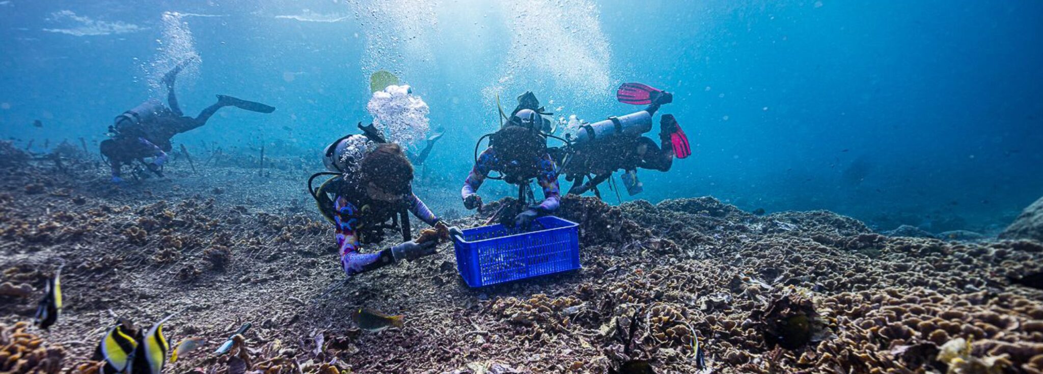 Scholarship students outplanting corals underwater during an Ocean Gardener coral restoration course