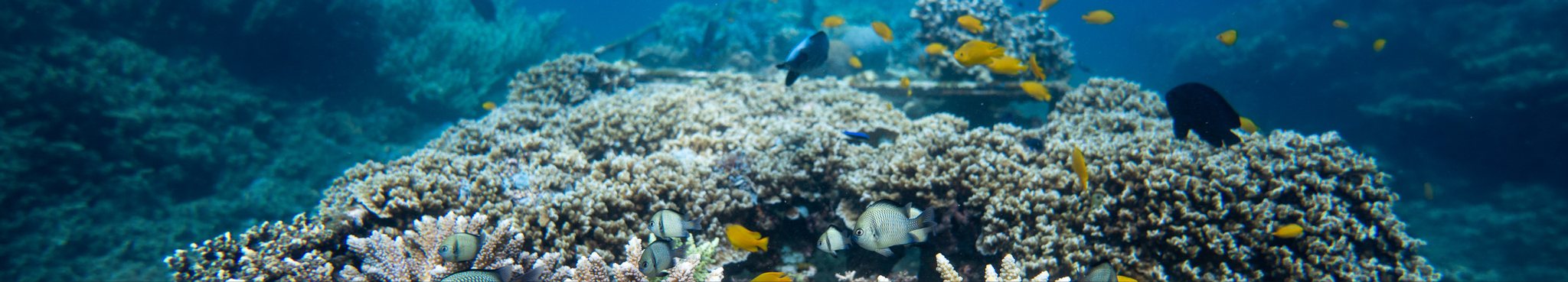 Restored reef with branching corals and reef fish in Lipah Bay, Amed